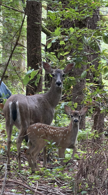 A Blacktail doe with her spotted fawn in a forest, looking at the camera