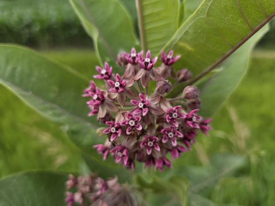 Stems: Erect, mostly unbranched; pubescence soft and fine; contains a milky juice.

Leaves: opposite; blades simple, broadly ovate to elliptic (10-25 cm long, 4-12 cm wide), tips rounded and with a small point; margins entire; surfaces prominently veined, pubescent petioles 2-14 mm long.

Inflorescences: Umbels (to 7 cm in diameter), 1-6, axillary.

Flowers: Pink or rose to purple corollas, rarely white or greenish-white; corolla lobes elliptic-lanceolate (6-9 mm long), reflexed; hoods ovate (3-5 mm long); calyx lobes lanceolate (2-4 mm long), greenish to purple-tinged; fragrant.

Fruits: Follicles, broadly or narrowly spindle-shaped (7-10 cm long, 2-4 cm wide), grayish-pubescent, with soft projections (1-3 mm long); seeds many.