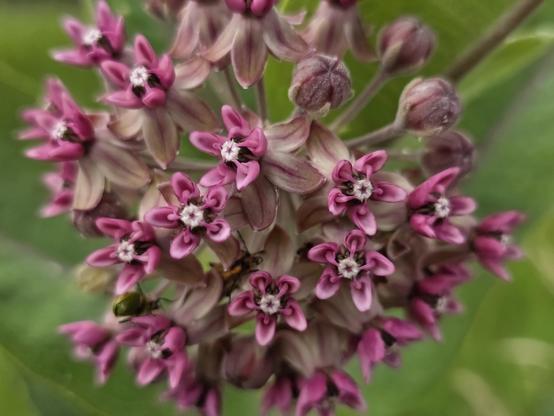 A closer view of the flowers. Some of the buds are still unopened.