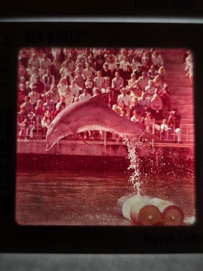 A photo of a slide depicting a dolphin leaping out of the water. The trick is titled "barrel loop"

The only colors that remain are reds and pinks, all the blues and greens have disappeared.