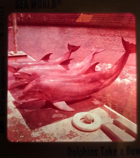 A photo of a slide depicting 3 dolphins out of the water, taking a bow.

The only colors that remain are reds and pinks, all the blues and greens have disappeared.