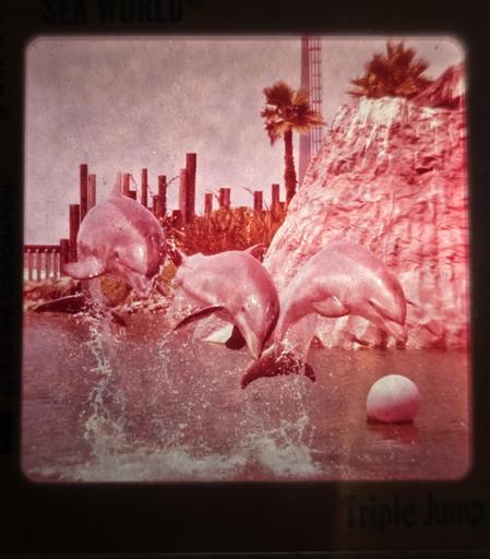 A photo of a slide depicting the dolphins leaping out of the water. 

The only colors that remain are reds and pinks, all the blues and greens have disappeared.