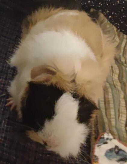 This is Flippy a white, black & beige Abyssinian guinea pig.