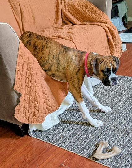 Hey brindle boxer dog with white legs, a black mask and a white flash on her muzzle stands with two front feet on the floor and her back half on a couch. She is wearing a bright red collar . 

Her front paws are on a striped rug. The couch is covered with a torn tan colored blanket and there's a white spread underneath that. Just in front of the boxer puppy is a wishbone shaped nylabone chew toy.