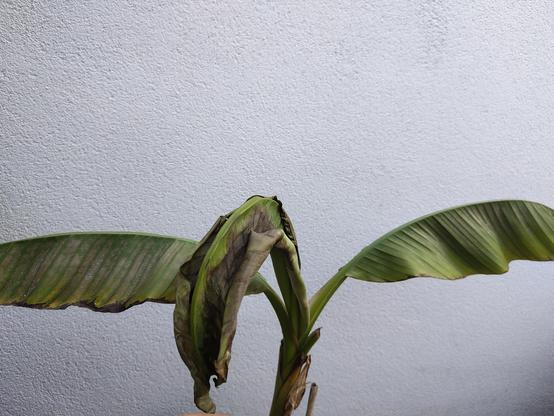 Foto einer Bananenpflanze mit massiven trockenen Stellen an den Blättern
