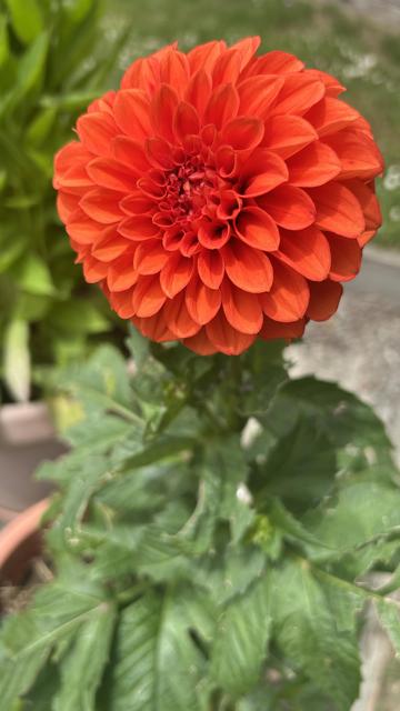 Orange dahlia in the ball form.