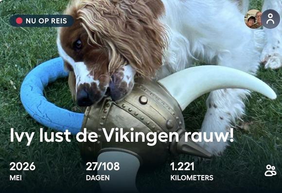 A dog,a Welsh Springer Spaniel, is playfully chewing on a Viking helmet toy in a grassy area. The image includes text in Dutch, indicating a playful theme.
