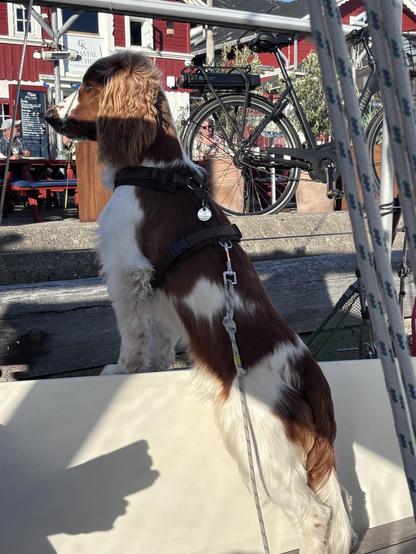 A brown and white dog stands on a boat, looking off into the distance. The dog is wearing a harness and is leashed. In the background, there are bicycles and a red building.