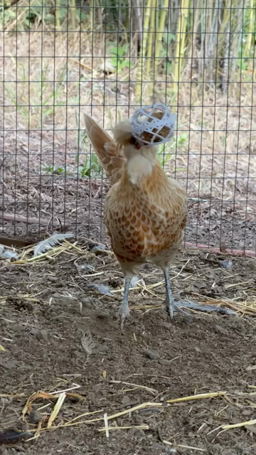 A buff colored Polish hen plays with a hanging treat ball, pecking and dodging it
