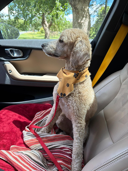 An apricot colored male mini poodle wearing a yellow bandana and sitting in the passenger seat of my car.
