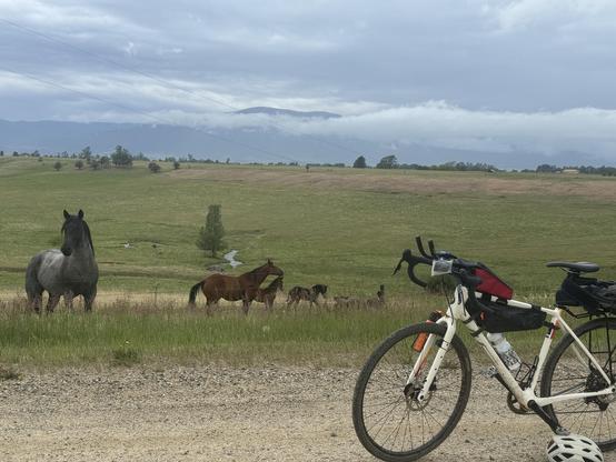 several mares with foals and a stallion in a pasture alongside a gravel road. Low rain clouds are blowing across the Beartooth mountains in the background. The stallion has placed himself between the mares and a white gravel bike parked on the road, which he is eyeing with suspicion.