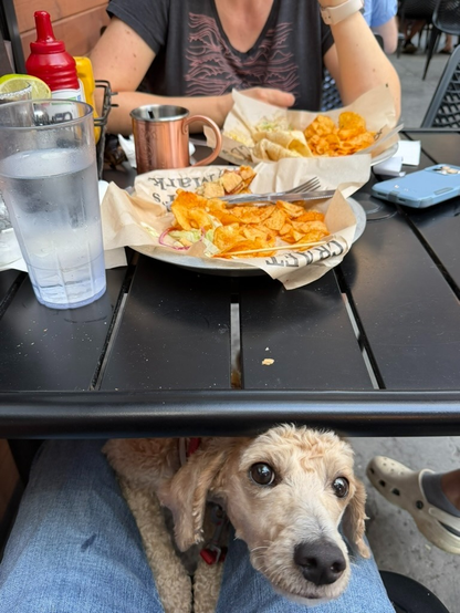 my dog buddy under a restaurant table peeking his head between my legs