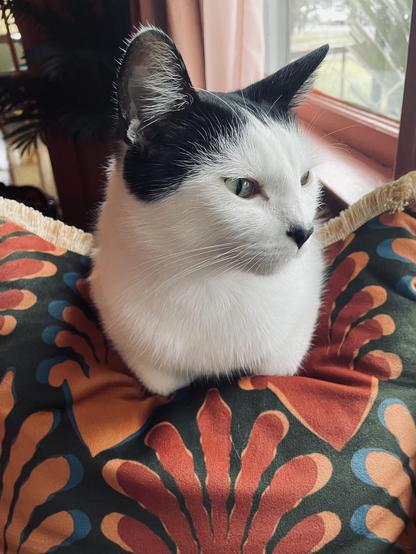 A slender, heart-nosed tuxedo cat sits with paws curled under on a richly patterned pillow. Only face and shoulders are visible.