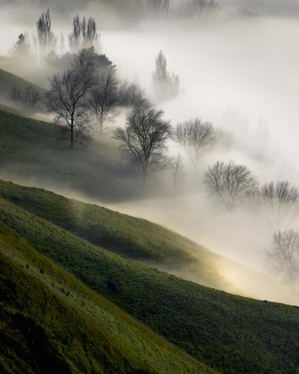 Bare trees at the base of Te Mata Peak emerge from early morning fog that obscures the land beneath them, reducing the landscape to a minimalist composition of form and mist, Hawke's Bay, New Zealand.