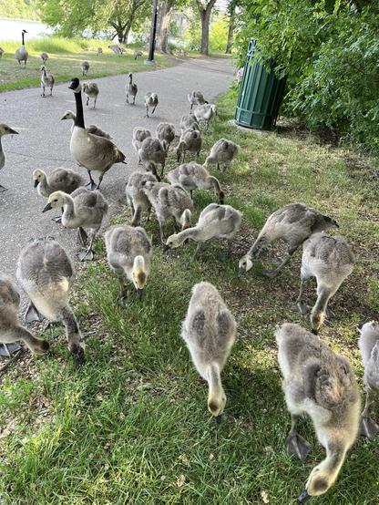 Photo of a lovely park with a swarm of juvenile geese and a watchful parent.