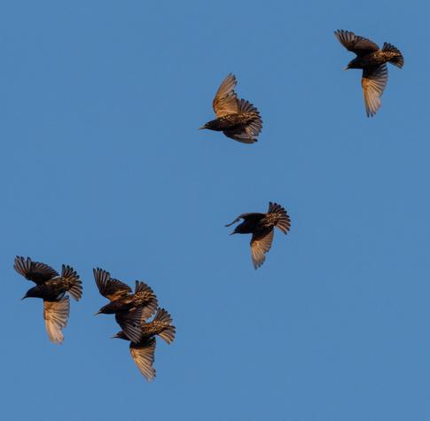 Six starlings seen from below, caught in the evening light as they make a turn, their tails fanned out.