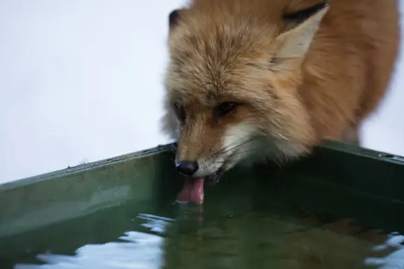 Red fox drinking water.