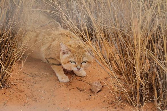 A close-up shot of a wild sand cat crouched low in a hunting stance on reddish-orange desert soil. The small cat has a broad, flattened head with wide-set ears, pale green eyes, and a sandy-beige coat with subtle dark stripes on its legs and face. It is peering out cautiously from between clusters of tall, dry, golden desert grass that frame the shot, its eyes locked forward with intense focus. A small rock sits on the sand right in front of its paws.