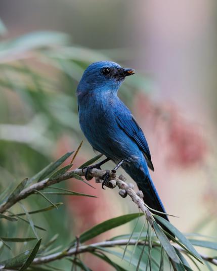 A bright blue bird, a verditer flycatcher, eating an orange bug, while sitting on a branch tiling it's head the other way