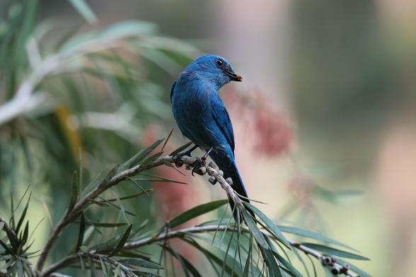 Wider shot of the blue verditer flycatcher, it's head tilted further
