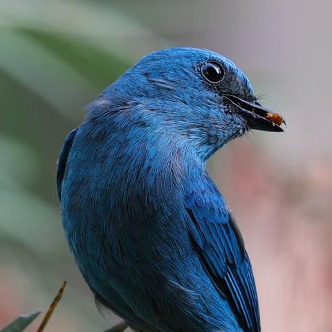 Close up of the bright feathers on the bird and a panicked bug about to be a meal