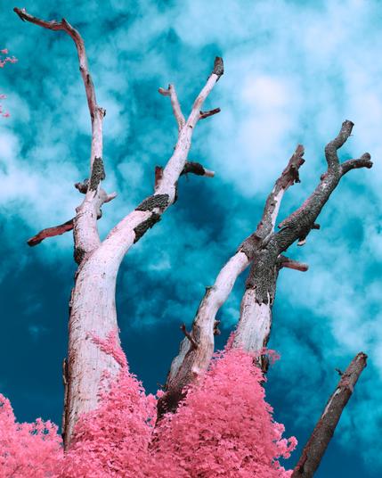 A photo up a dead tree contrasting blue, lightly clouded sky. A vine is climbing the tree, it is bright pink