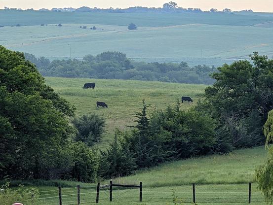 Three cows graze on a grassy hilltop. Rolling, green hills stretch into the mist, out to the horizon.