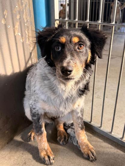 A smallish fluffy dog, with a grey mottled body, a black face with distinct eyebrows. She looks very worried and is sitting on concrete in front of a metal gate.