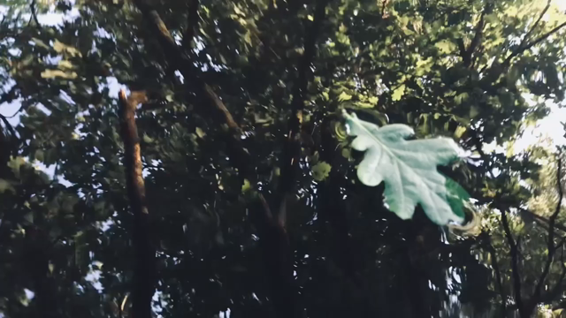 oak leaf floating on still river, which is shimmering and undulating in the late afternoon sun — the underside of an alder tree’s canopy is reflected.