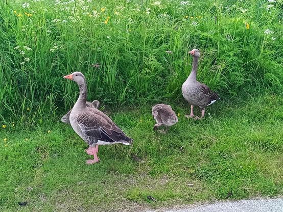 a family of grey geese