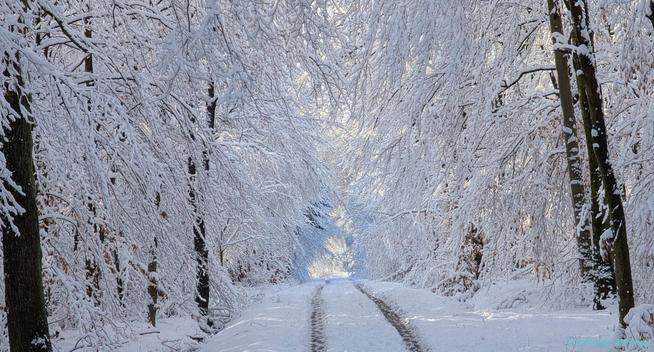 Ein Weg in einem verschneiten Wald. In der Mitte verläuft der bis auf zwei schneefreie Reifenspuren verschneite Weg, rechts und links befinden sich schneebedeckte Bäume.