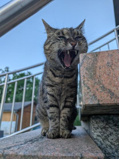 Luna, eine getigerte Katze, sitzt aufrecht auf einer Steinstiege. Sie hat das Maul weit zum Gähnen aufgerissen und schaut an der Kamera vorbei.