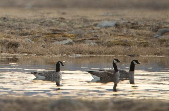 Three geese swim in a pond with tundra in the background. The goose in the middle is a small subspecies of Canada Goose, the two geese flanking it are Cackling Geese.