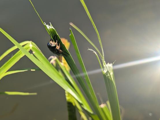 An einem langen, schmalen, grünen Blatt zwischen anderen Blättern sitzt eine große Bremse. Die Facettenaugen sind gut zu erkennen. Im Hintergrund ist braungraues Seewasser zu sehen. Von rechts fällt ein gleißender Lichtstrahl ins Bild.