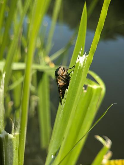 Die Bremse aus einer anderen Perspektive, eher seitlich. Es ist noch mehr Ufergrün und etwas See im Hintergrund zu sehen. Alles liegt im hellen Sonnenschein.