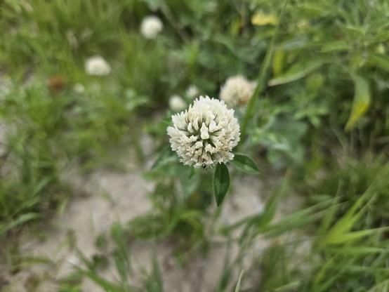 A white Trifolium pratense flower.