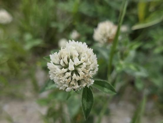 A closeup of a white Trifolium pratense flower.