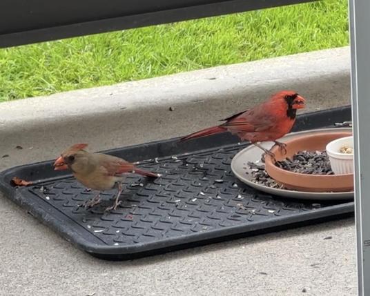 Male and female cardinal eat seed