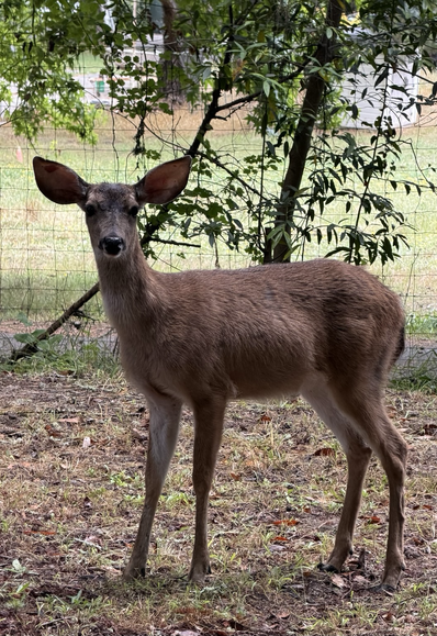 A deer, standing before a fence, studying the camera