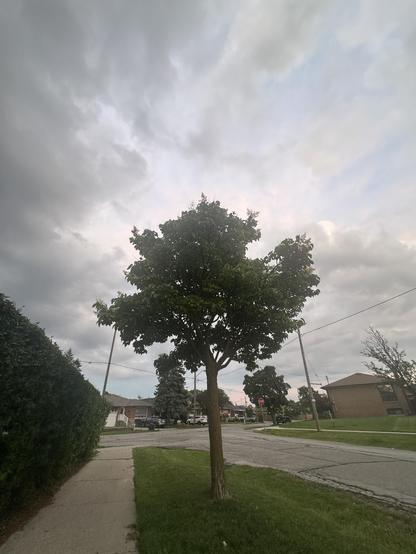 Lone tree on side street