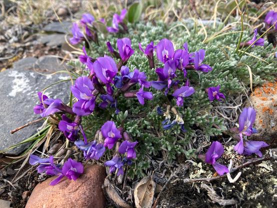 A mass of purple flowers, classic legume shaped flowers. The leaves are small, thick, and a silvery blue green.