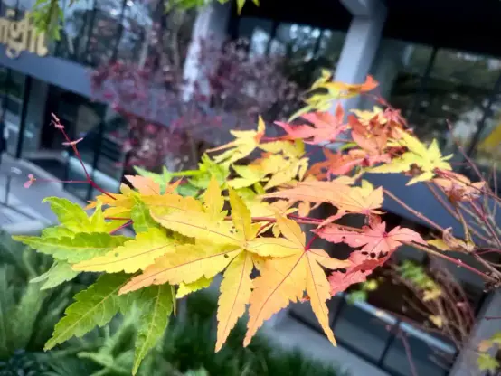 Japanese maple leaves showing autumn gradient, from green to yellow to red.