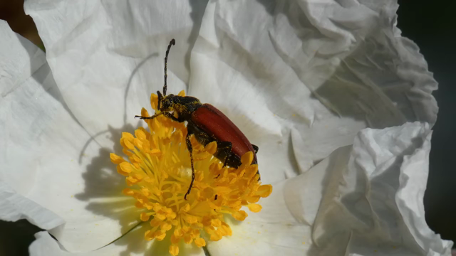 11923026.webm