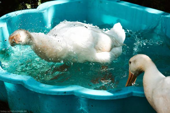 A runner duck bathing in a tiny toy pool, another runner duck drinking from it.