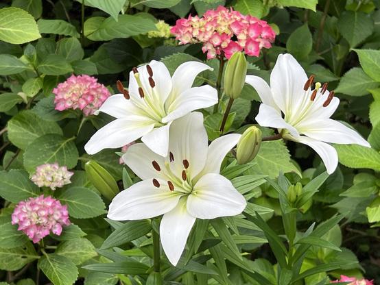 Three fully opened white lilies in front of pink hydrangea.