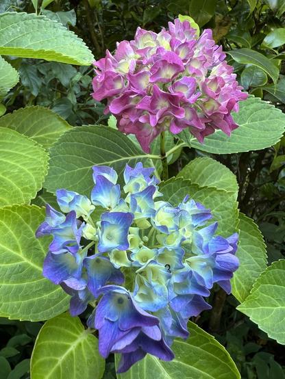 Blue and pink hydrangea flowers on the same plant.