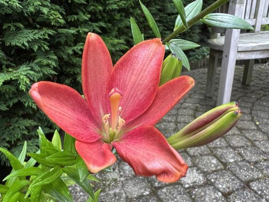 Red lily with a crumpled (burnt in the sun?) leaf.