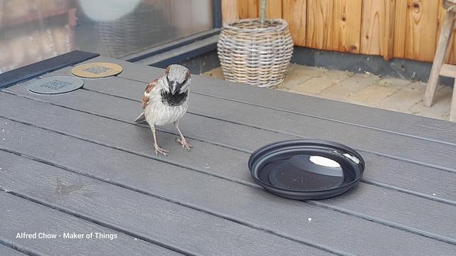 A sparrow standing on a grey picnic table checking out crumbs next to a coffee cup lid.