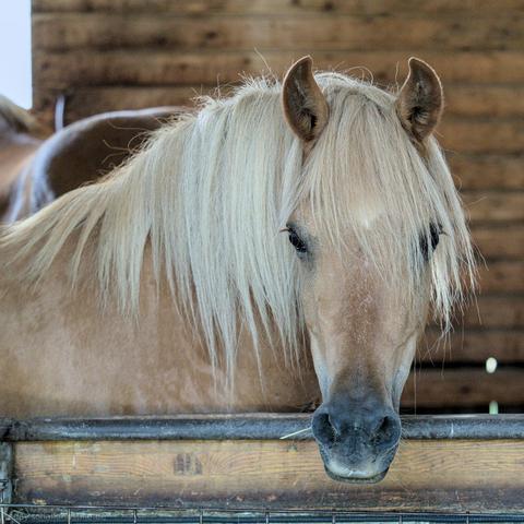 portrait of a haflinger horse in her stable.