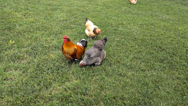 A rooster hangs out with a couple of hens. After he crows, one of the hens walks away, then runs, to join another group near a barn. After a bit longer, the rooster leaps, flaps his wings a few times as he turns around, and runs toward the barn.